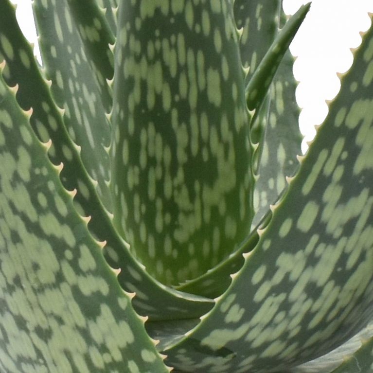 ALOE VERA IN VASO 14CM