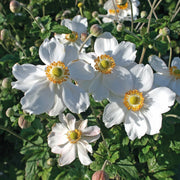 Anemone Hupehensis Fantasy Elsa in vaso da 18cm