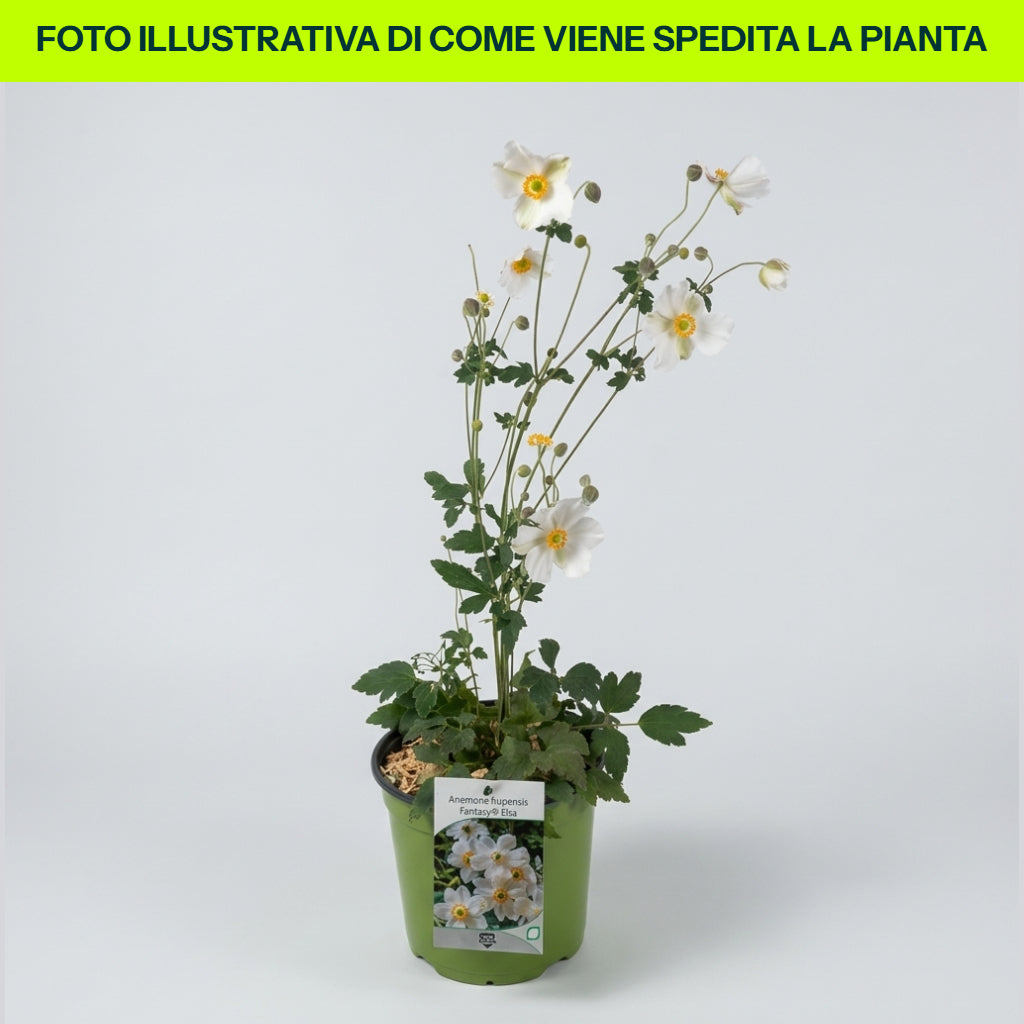 Anemone Hupehensis Fantasy Elsa in vaso da 18cm