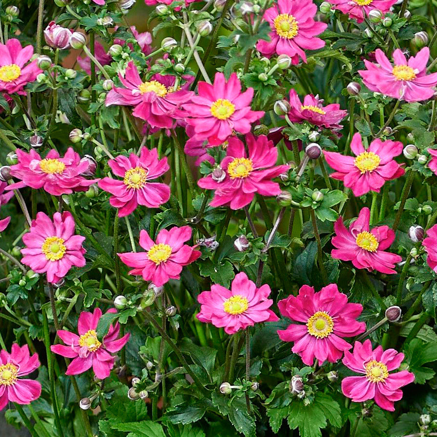 Anemone Hupehensis Fantasy Aurora in vaso da 18cm
