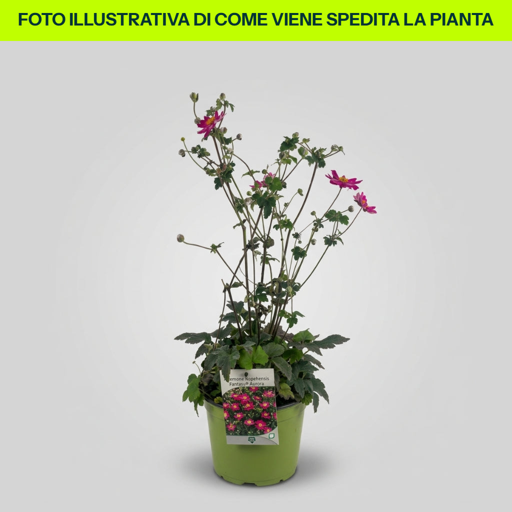 Anemone Hupehensis Fantasy Aurora in vaso da 18cm