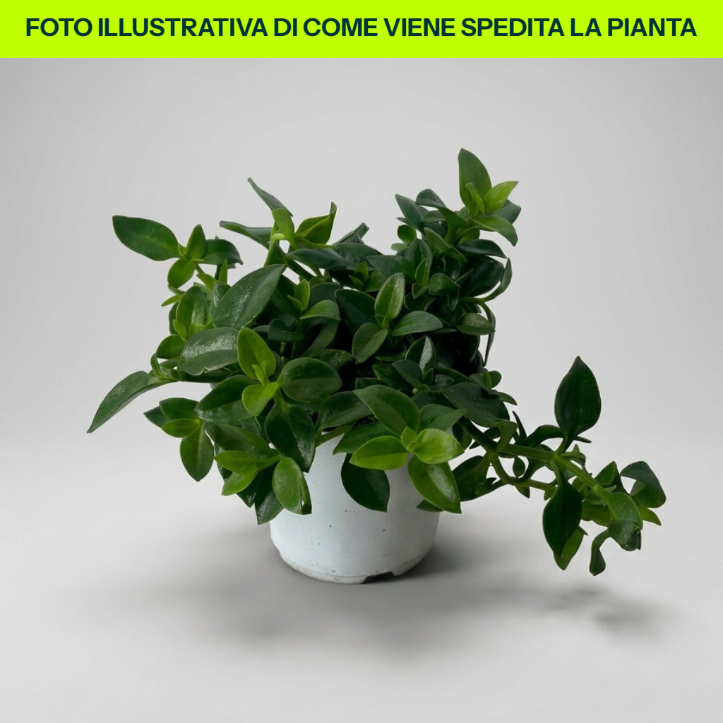 APTENIA CORDIFOLIA VARIEGATA POT 14CM
