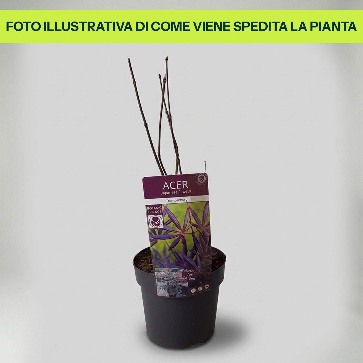 Guzmania Yeltix en pot de 12 cm