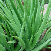 Guzmania Yeltix im 12-cm-Topf