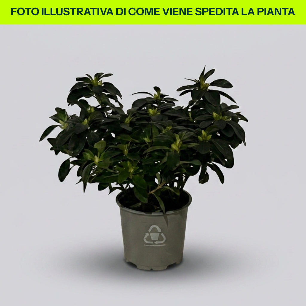 Guzmania Yeltix en pot de 12 cm