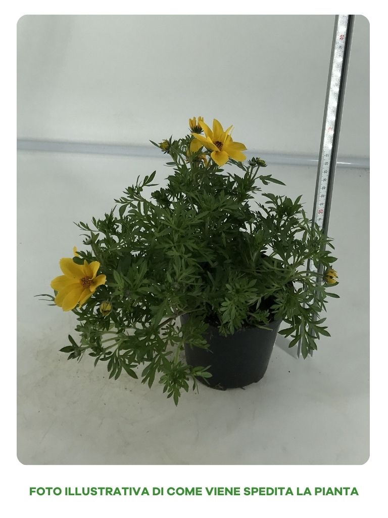 Guzmania Yeltix im 12-cm-Topf