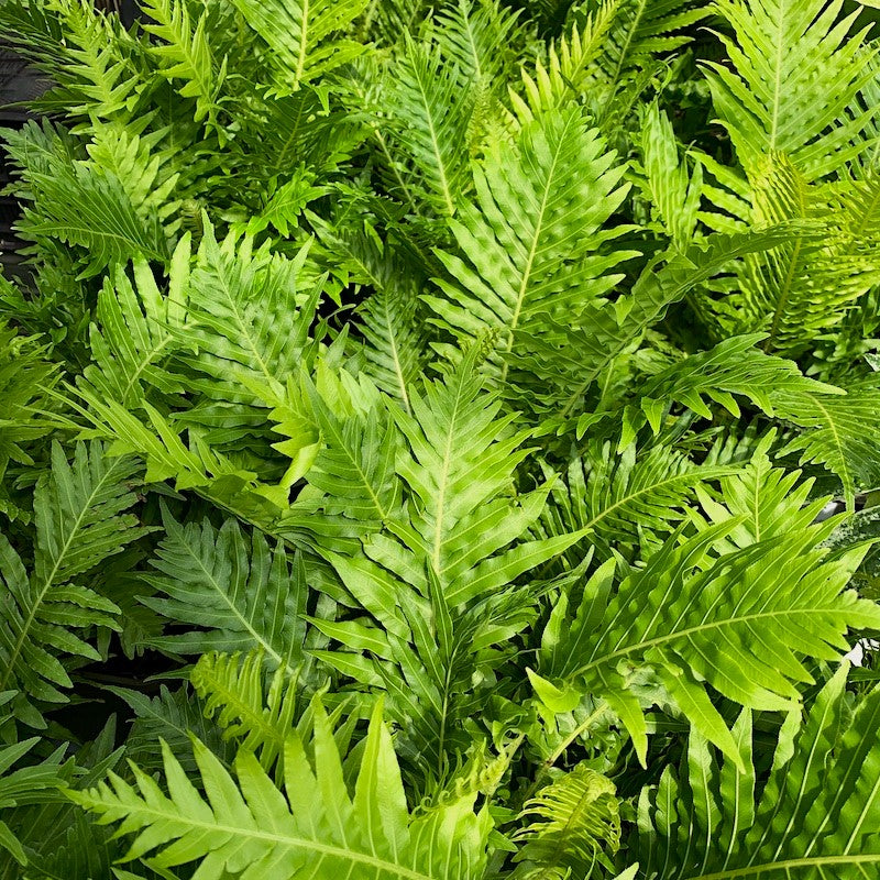 Blechnum Silver Lady in Vaso da 17cm