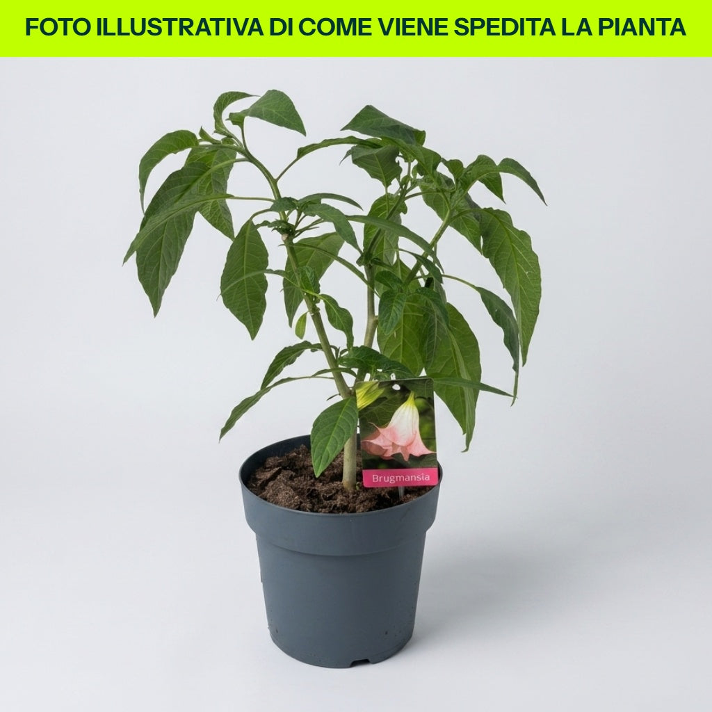 Guzmania Yeltix im 12-cm-Topf