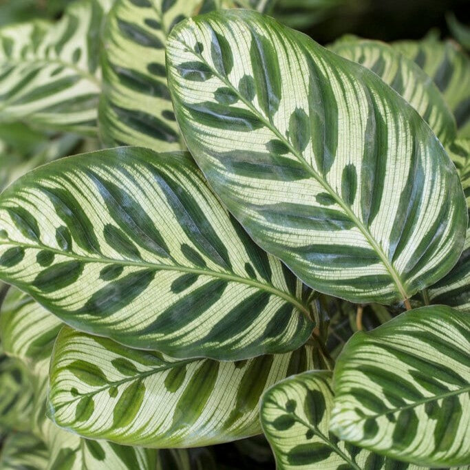Calathea Moonlight in vaso da 14cm