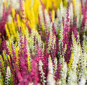 CALLUNA VULGARIS TRICOLOR EN POT DE 12CM