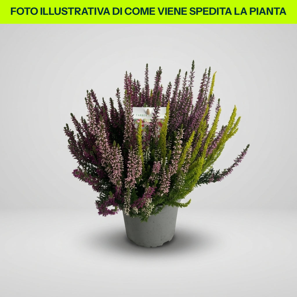 CALLUNA VULGARIS TRICOLOR EN POT DE 12CM