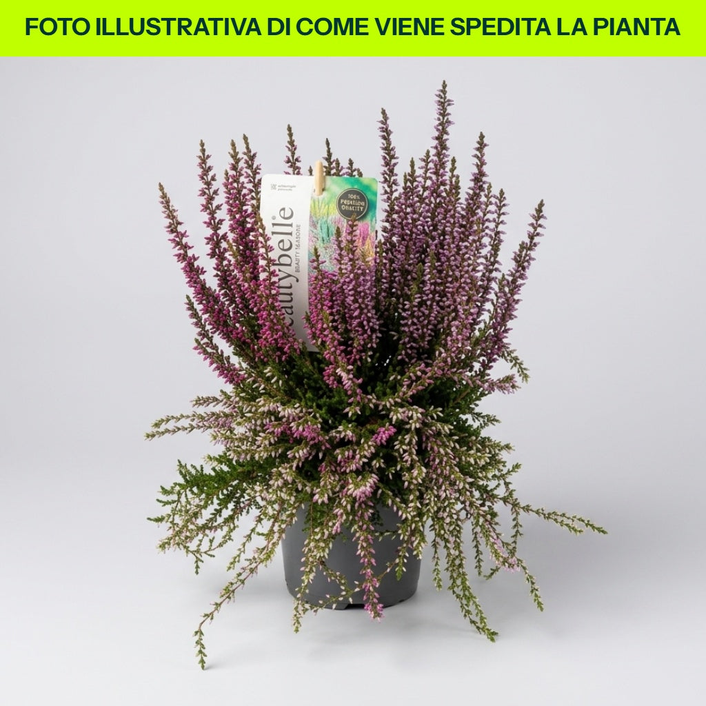 ERICA CALLUNA BEAUTY LADIES EN POT ASSORTI DE 11 CM