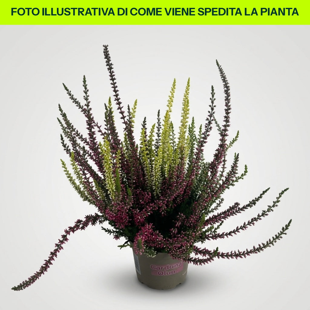 CALLUNA VULGARIS TRICOLOR IN VASO DA 12CM