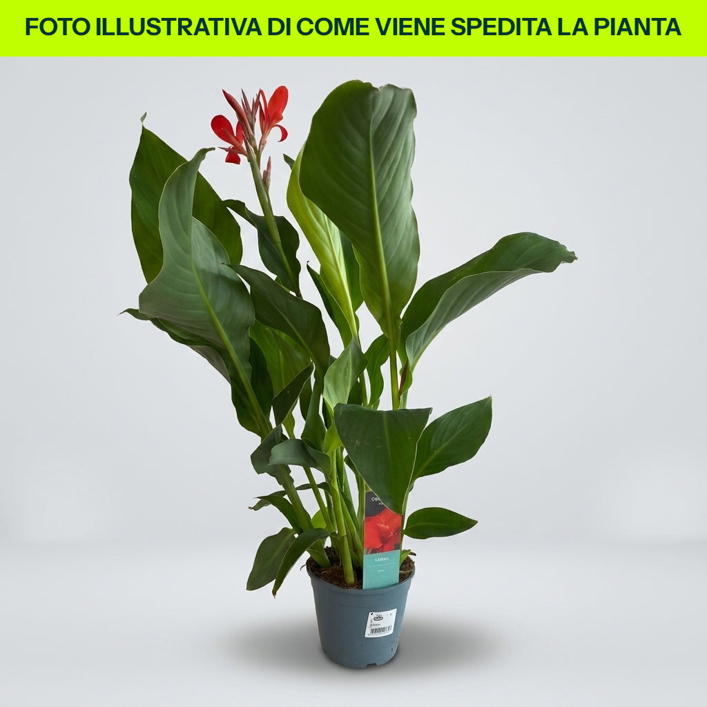 CANNA COLORE ASSORTITO ROSSO ARANCIONE E GIALLO VASO 14CM