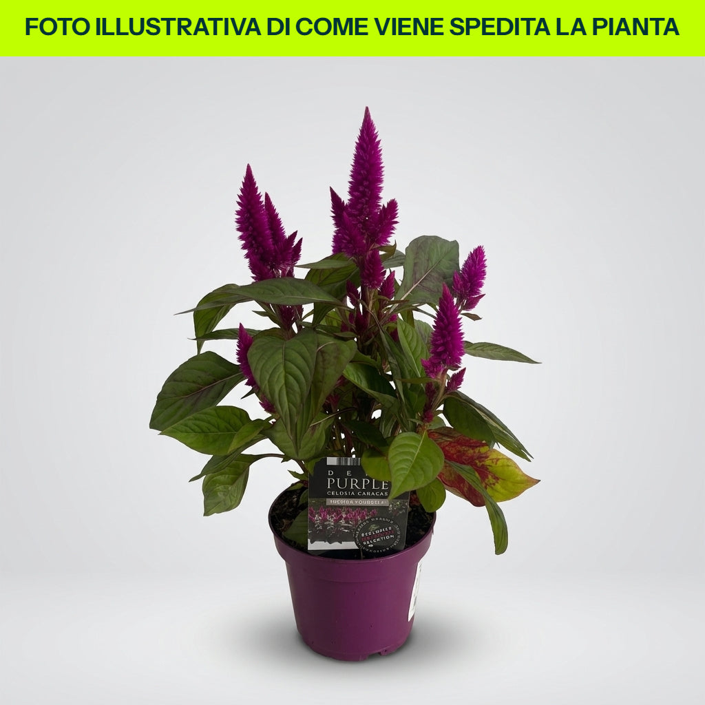 CELOSIA CARACAS VASO 12CM