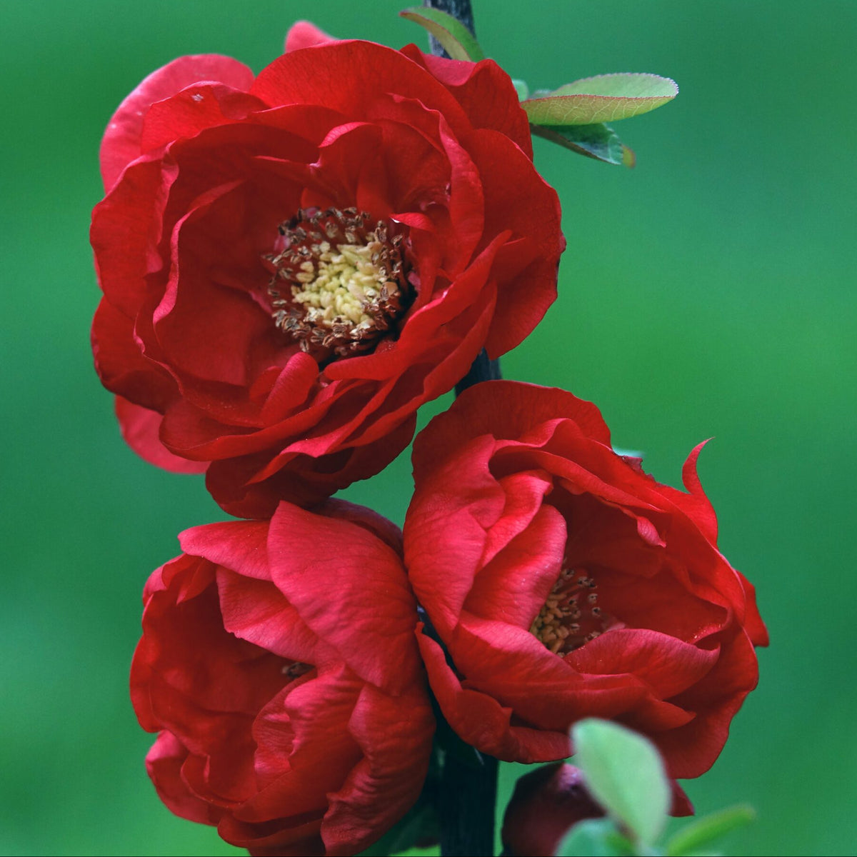 Chaenomeles Double Delice Love in vaso da 18cm