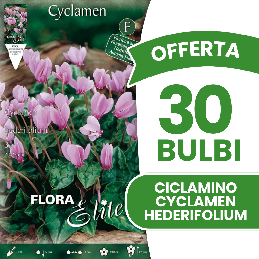 OFFERTA 30 BULBI DI CICLAMINO CYCLAMEN HEDERIFOLIUM