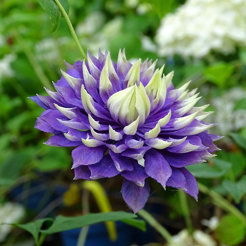 Clematis Florida Taiga in vaso da 16 cm