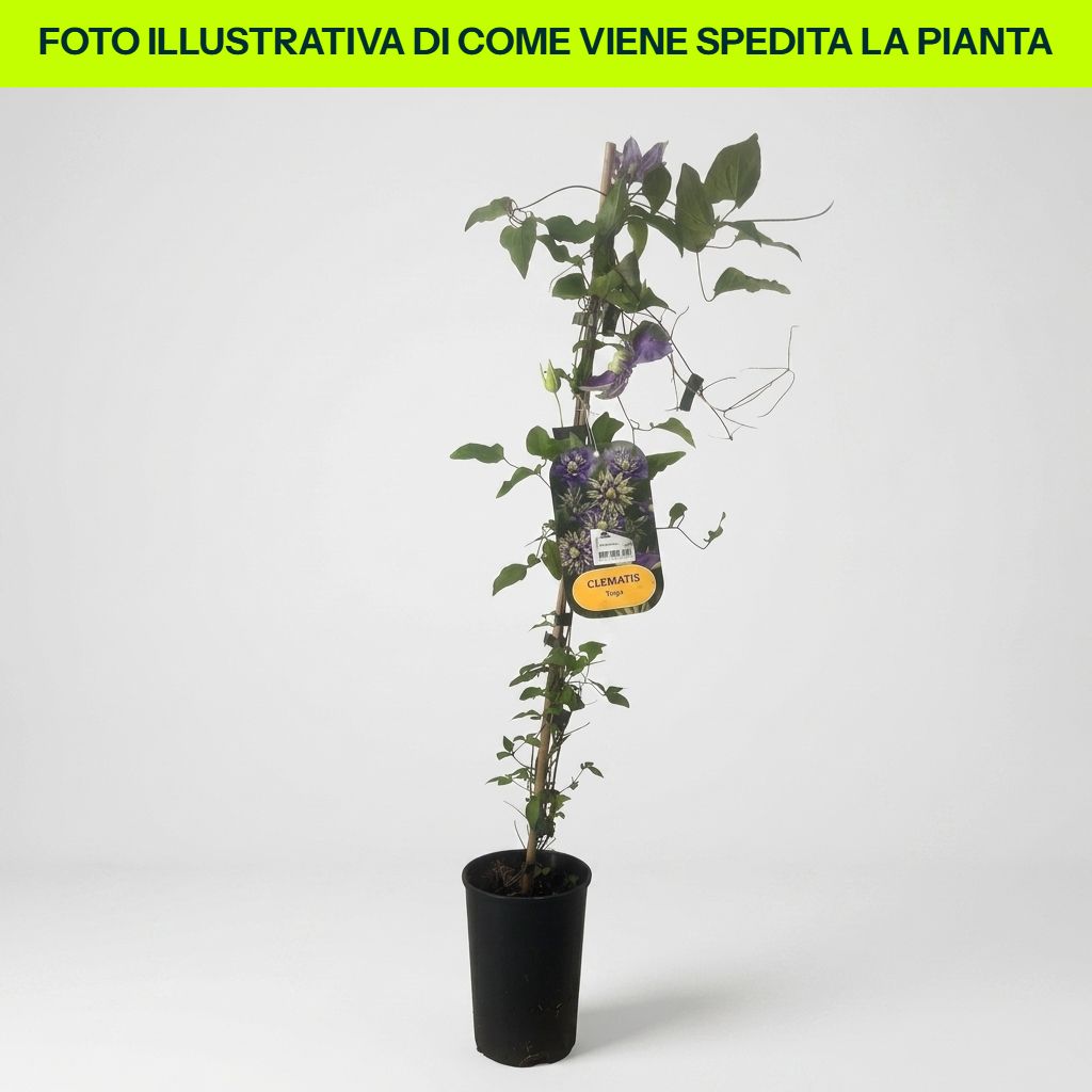Clematis Florida Taiga dettaglio pianta in vaso da 16 cm
