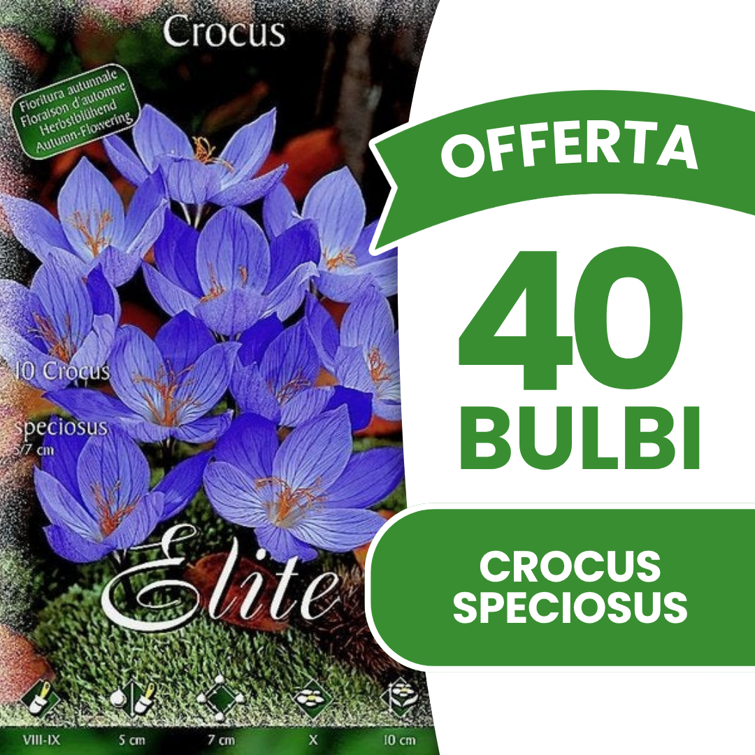 OFFERTA 40 BULBI CROCUS SPECIOSUS