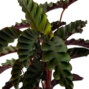 Guzmania Yeltix en pot de 12 cm