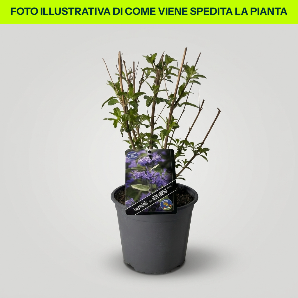 CARYOPTERIS CLAN EMPIRE BLU VASO 18CM