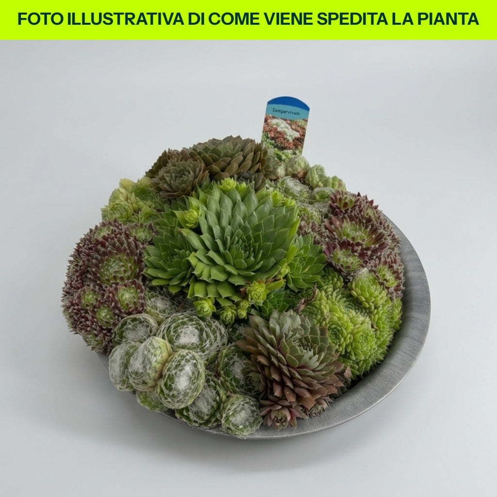 Catino Semprevivum 28cm in vaso da 28cm