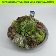 Catino Semprevivum 28cm in vaso da 28cm