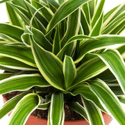 Guzmania Yeltix en pot de 12 cm
