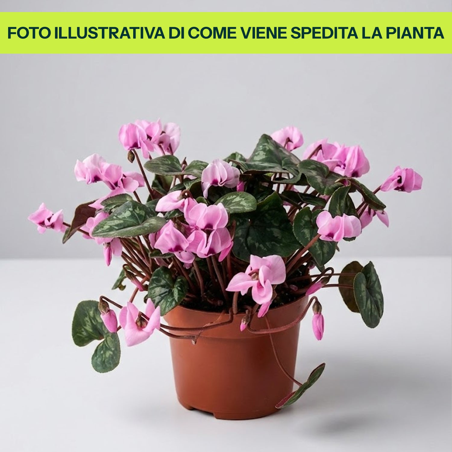 Wald-Alpenveilchen (CYCLAMEN COUM) 9CM TOPF
