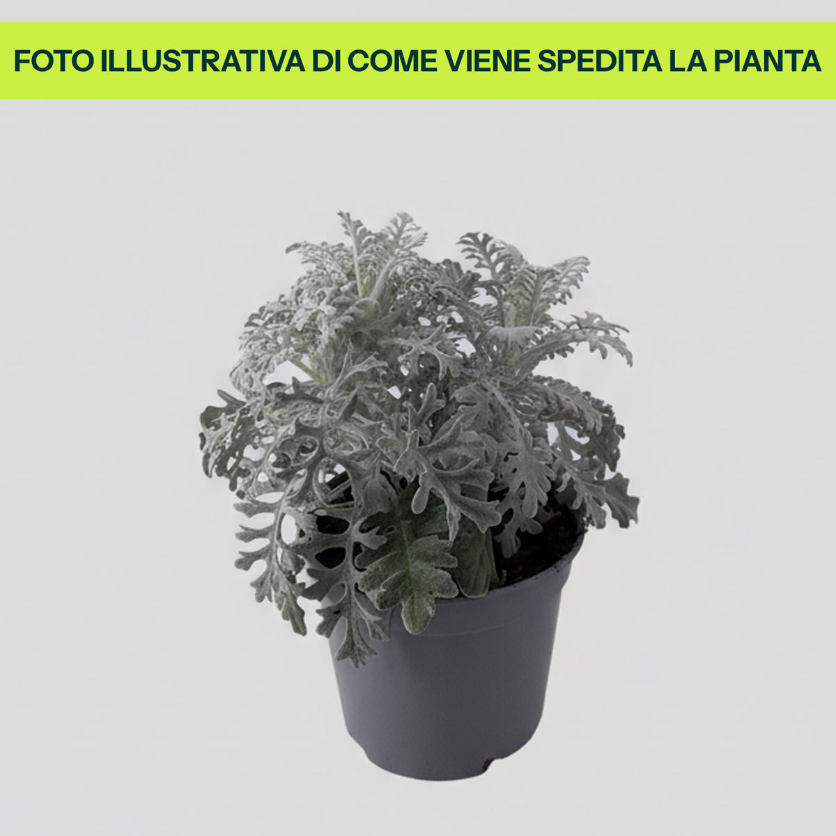 Cineraria Marittima in Vaso da 14cm
