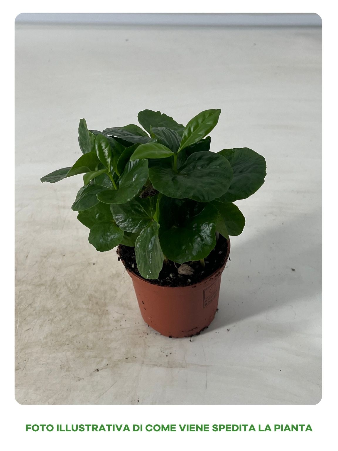 Guzmania Yeltix en pot de 12 cm