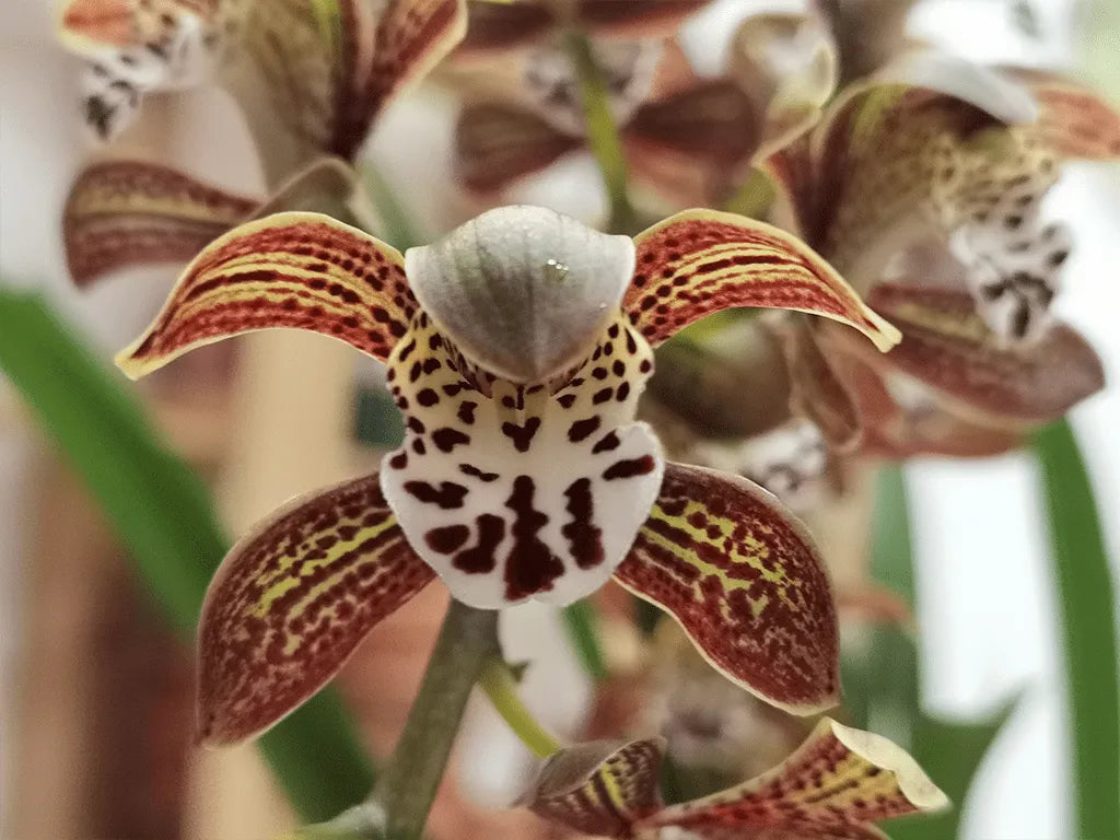 Cymbidium Magic Chocolate in Vaso da 14cm