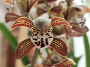 Cymbidium Magic Chocolate in Vaso da 14cm