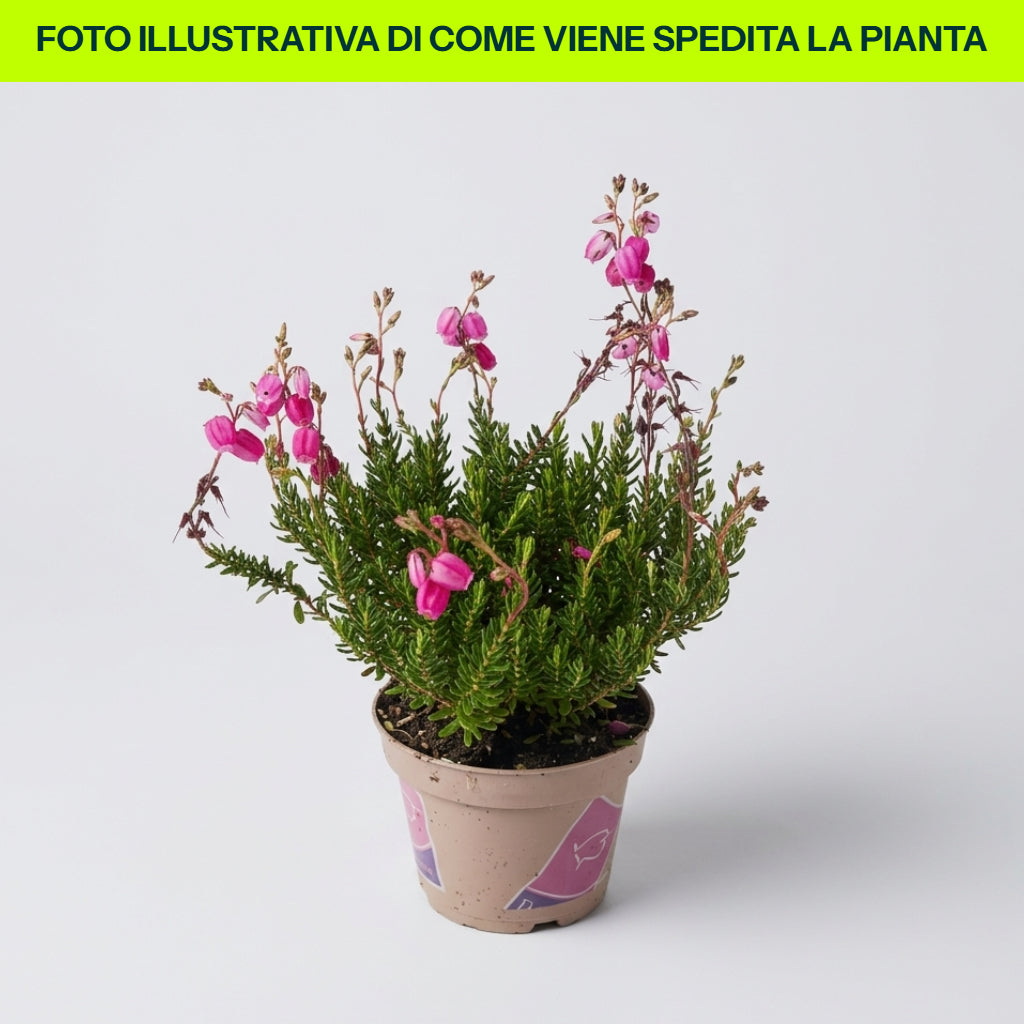 DABOECIA CANTABRICA IM 15CM TOPF