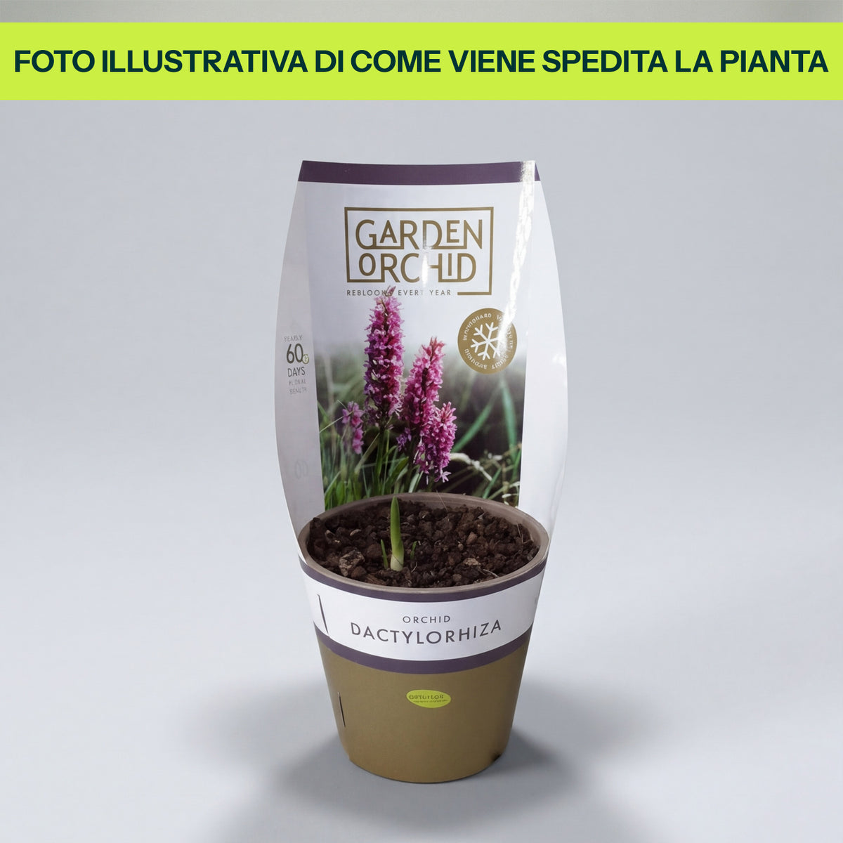 Orchidea da Giardino Dactylorhiza in Vaso da 12cm
