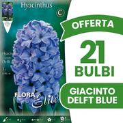 OFFERTA 21 BULBI DI GIACINTO DELFT BLUE