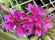 ORCHIDEA DENDROBIUM FUCSIA IN VASO 9CM