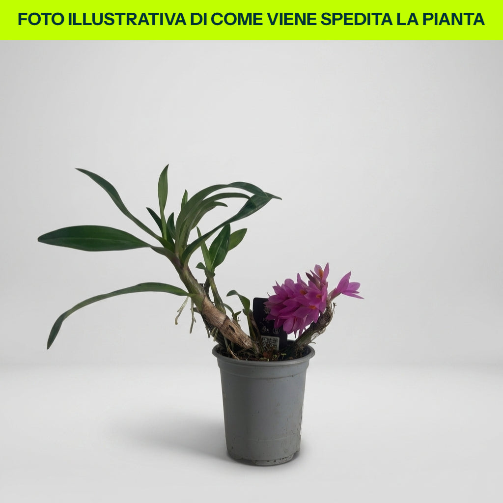 ORCHIDEA DENDROBIUM FUCSIA IN VASO 9CM