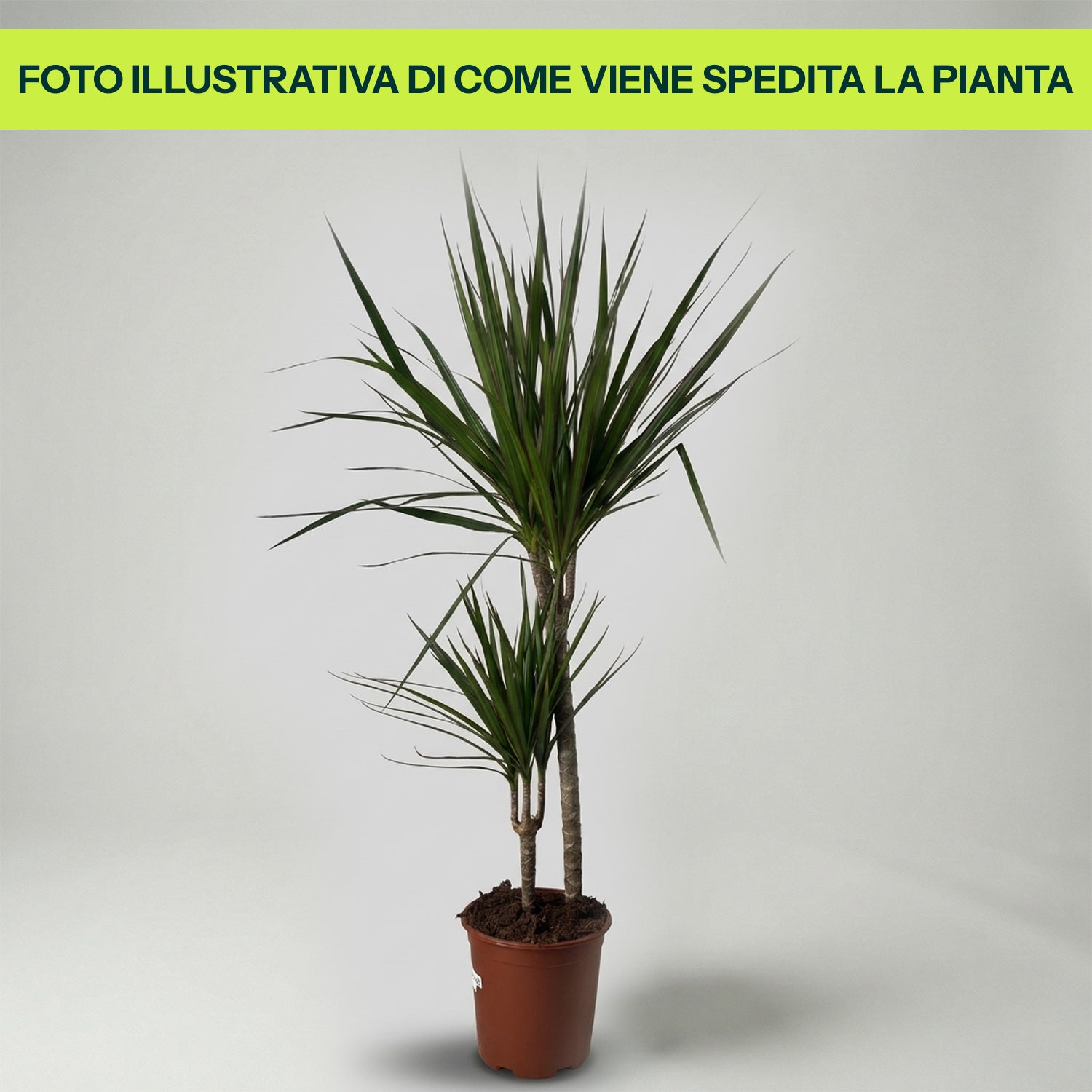 DRACAENA MARGINATA POT DE 17CM