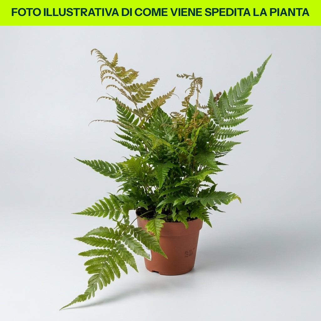 FELCE DRYOPTERIS ERYTHROSORA VASO 12CM
