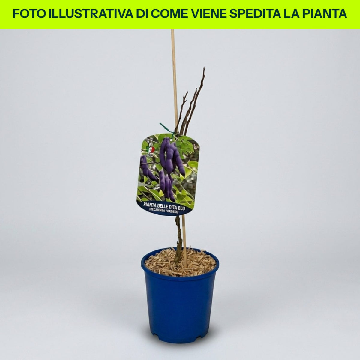 Decaisnea Fargesii in vaso da 18cm