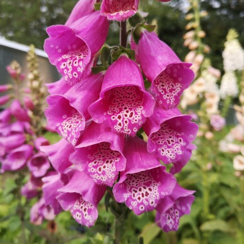 Digitalis Purpurea Pink in Vaso da 17cm