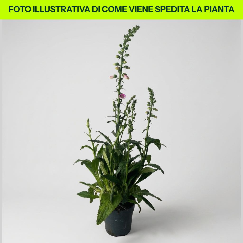 Digitalis Purpurea Pink in Vaso da 17cm
