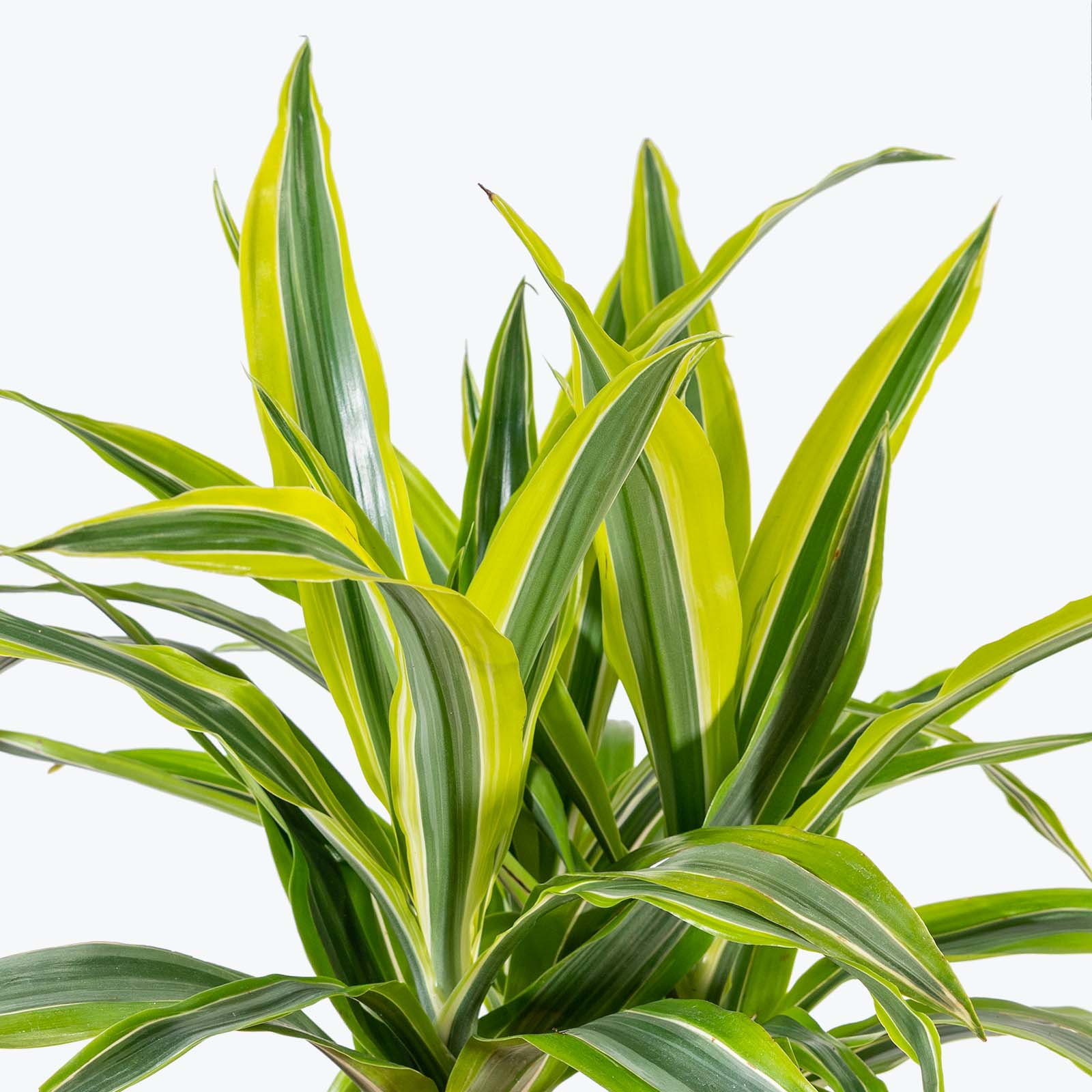 Guzmania Yeltix im 12-cm-Topf