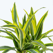 Guzmania Yeltix im 12-cm-Topf