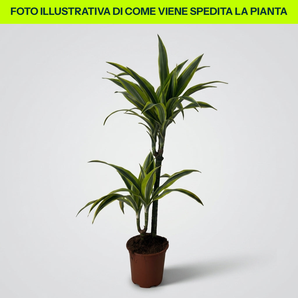 Guzmania Yeltix im 12-cm-Topf