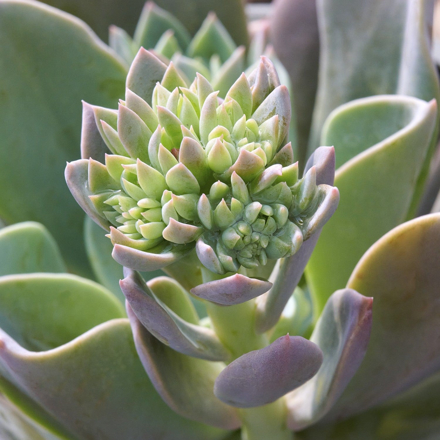 Echeveria-Mischung im 12-cm-Topf