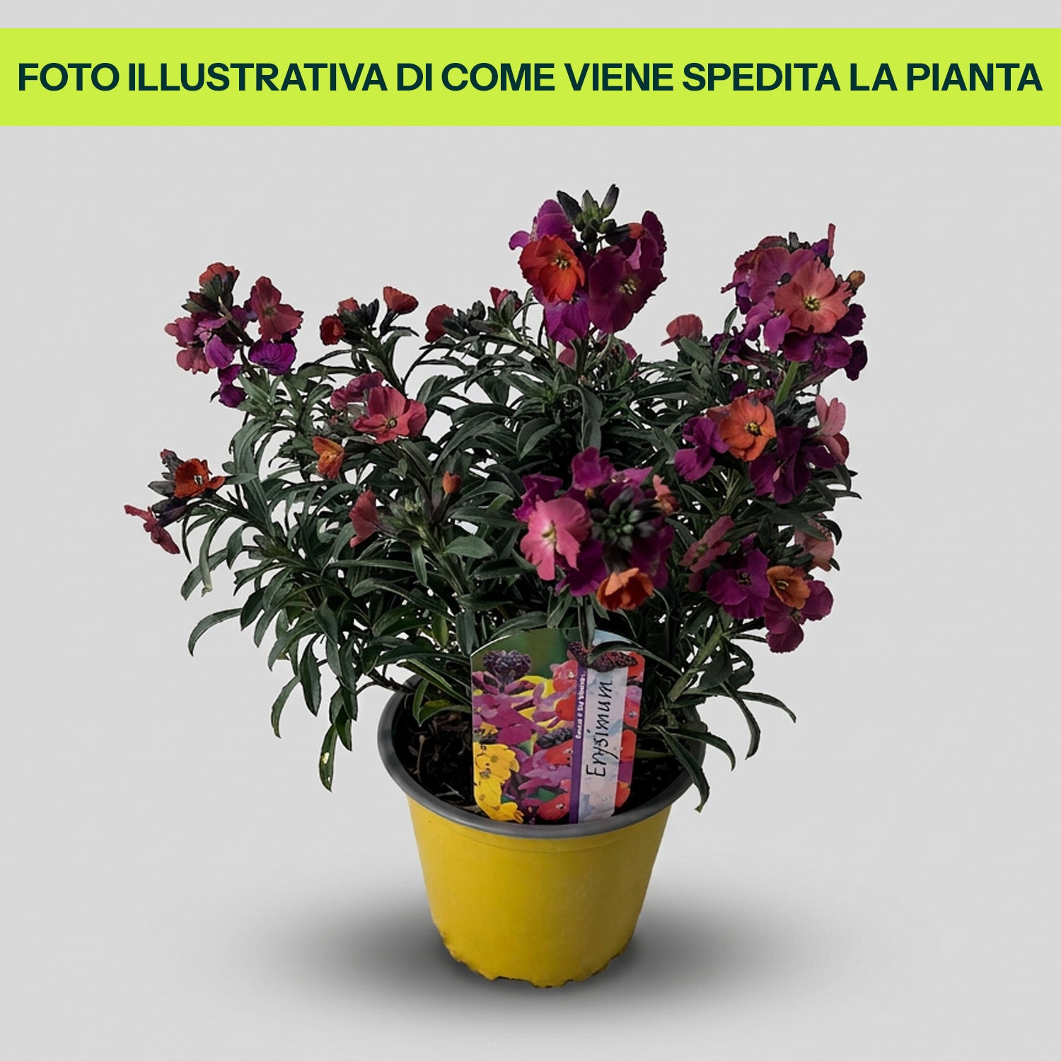 Gelber Erysimum im 14-cm-Topf