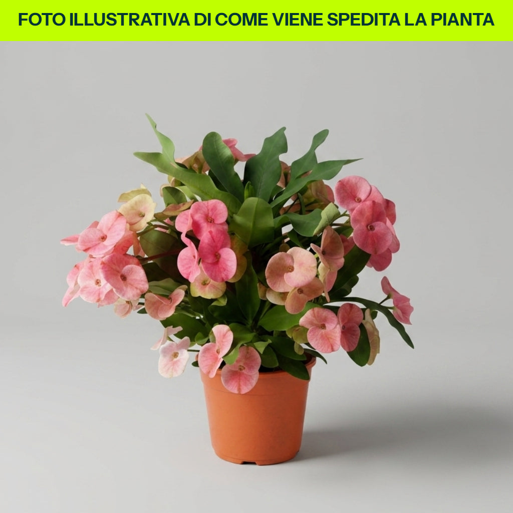 Euphorbia Charlotte in Vaso da 15cm